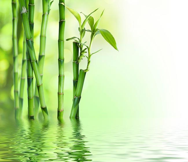 Rebuild Your Health: Balance, Harmony, and Good Practices